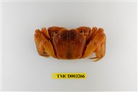 藏品(帝王仿相手蟹)的圖片
